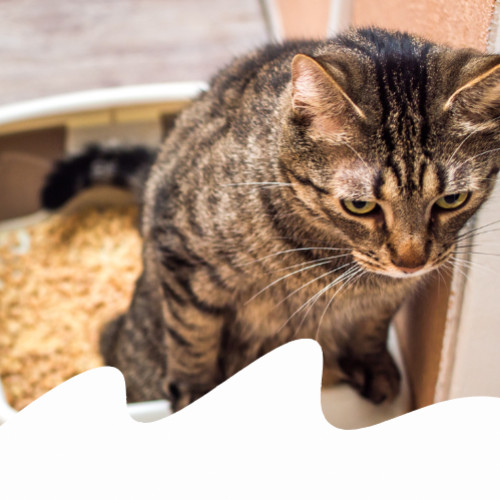 come fai a sapere se il gatto ha uti