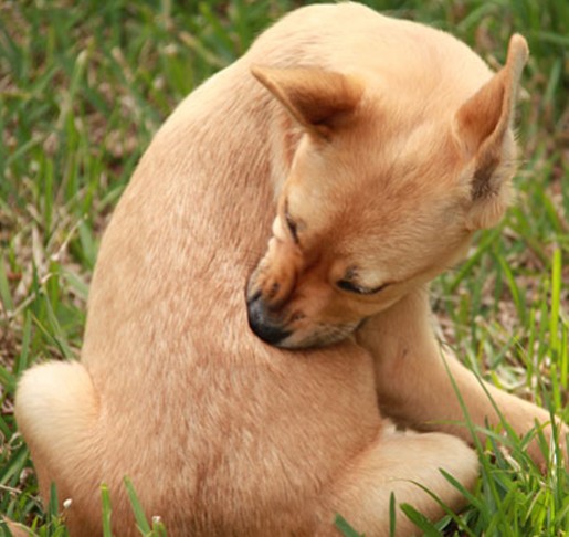 la migliore erba naturale per uccidere i parassiti nei cani la migliore erba naturale per uccidere i parassiti nei cani