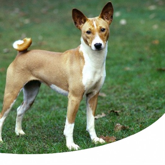 Razza Basenji il cane africano che non abbaia