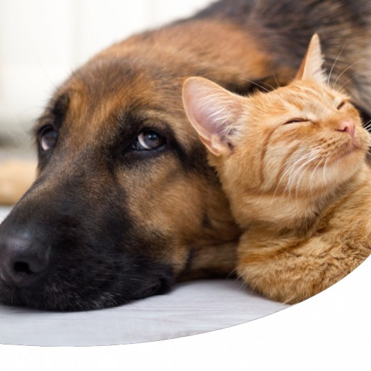 b. cani e gatti prostatite
