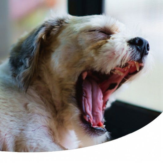 Perché il mio cane sbadiglia spesso (anche quando lo sto sgridando)?