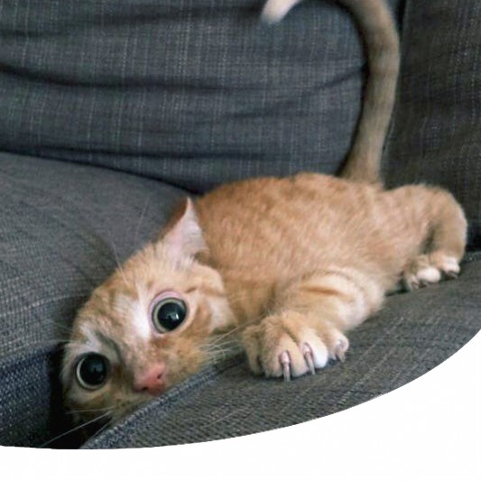 Perchè Il Gatto Corre Come Un Pazzo