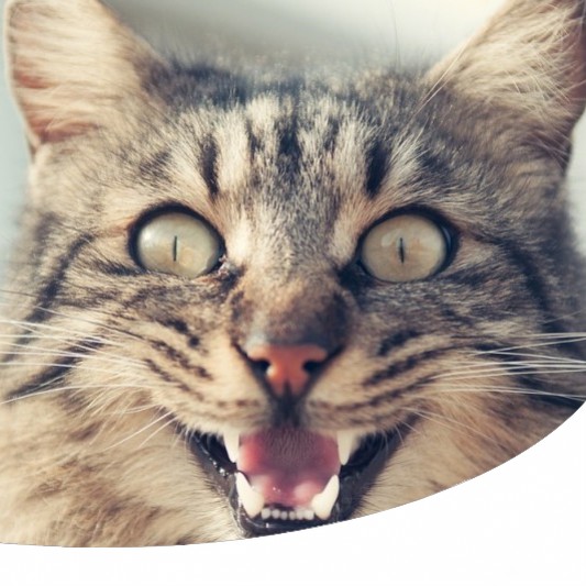 I Gatti Capiscono Quando Sei Triste