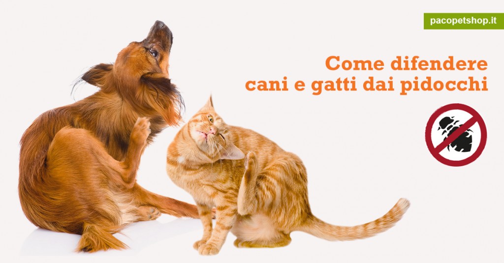 Difendi I Tuoi Cani E Gatti Dai Pidocchi