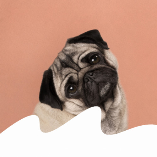 Sindrome vestibolare del cane anziano sintomi, cause, diagnosi e cura