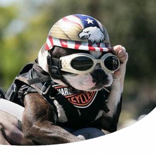 In moto o in scooter con il proprio cane: quando e come