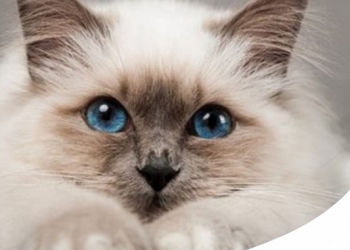 Paco Pet Shop - GATTO CI COVA: SCOPRI TUTTI I SEGRETI DEL SACRO DI BIRMANIA