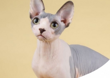 GATTO CI COVA: SCOPRI TUTTI I SEGRETI DELLO SPHYNX