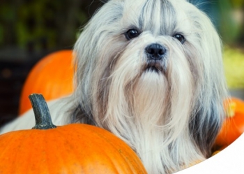 Paco Pet Shop - TUTTI I BENEFICI DELLA ZUCCA PER L'ALIMENTAZIONE DI CANE E GATTO