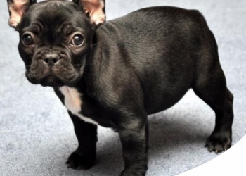 Paco Pet Shop - BULLDOG FRANCESCE: CARATTERISTICHE, CARATTERE E STORIA