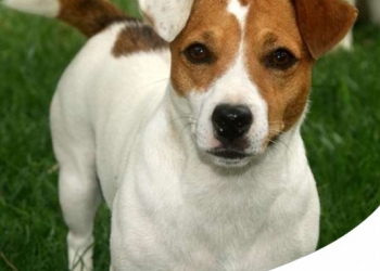 JACK RUSSELL: CARATTERISTICHE, CARATTERE E STORIA