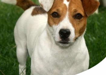 JACK RUSSELL: CARATTERISTICHE, CARATTERE E STORIA