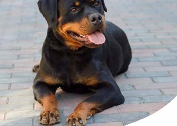 ROTTWEILER: CARATTERE, CARATTERISTICHE E STORIA