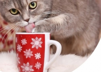 Paco Pet Shop - PROTEGGERE CANI E GATTI DAGLI INCIDENTI DI NATALE