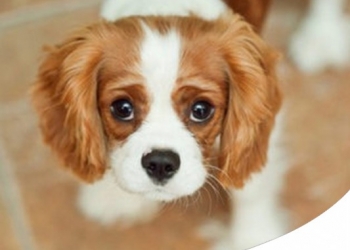 CAVALIER KING: CARATTERE, CARATTERISTICHE E STORIA