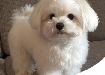 Paco Pet Shop - CANE MALTESE: CARATTERE, CARATTERISTICHE E STORIA