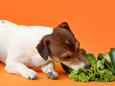 Dieta Vegetariana per cane e gatto: benefici, sostenibilità e migliori cibi