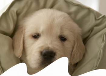 Paco Pet Shop - LA MIGLIOR CUCCIA PER IL TUO CANE ED IL TUO GATTO: ECCO COME SCEGLIERLA