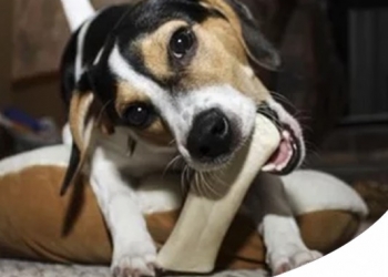 Paco Pet Shop - SNACK NATURALI PER CANI: CORNA DA MASTICARE, OSSO DELL'ALBERO DEL CAFFÈ E RADICA