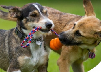 IL MIGLIORE GIOCO PER IL TUO CANE, SCOPRILO CON IL PACOQUIZ