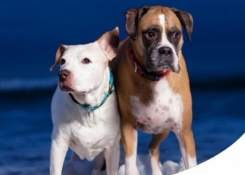 Paco Pet Shop - IL CANE PERFETTO IN BASE AL SEGNO ZODIACALE
