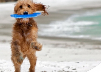 Paco Pet Shop - PACO E VACANZE ANIMALI: AL SERVIZIO DEI TUOI VIAGGI PET FRIENDLY