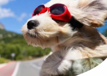 VACANZE CON IL PET: LA SARDEGNA A PROVA DI CANE