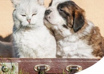 Paco Pet Shop - GUIDA PER LE VACANZE CON CANE E GATTO