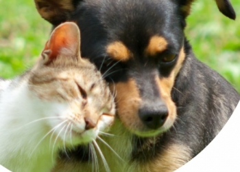 Paco Pet Shop - 6 SOLUZIONI ECOLOGICHE PER SALVAGUARDARE IL PIANETA (ED IL TUO CANE E GATTO)