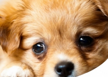 Paco Pet Shop - INTEGRATORI PER CUCCIOLI DI CANE: COME SCEGLIERE I MIGLIORI