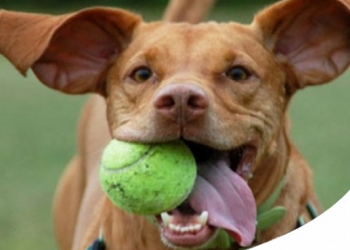 Paco Pet Shop - I MIGLIORI GIOCHI ACQUATICI E NON PER LA TUA ESTATE CON IL CANE 