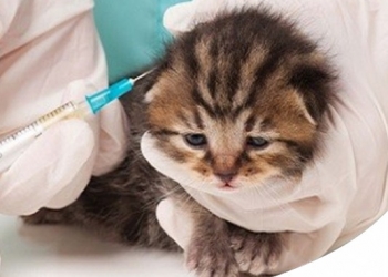 VACCINAZIONI DEL GATTO: QUALI SONO I VACCINI OBBLIGATORI E QUANTO SPESSO FARLI