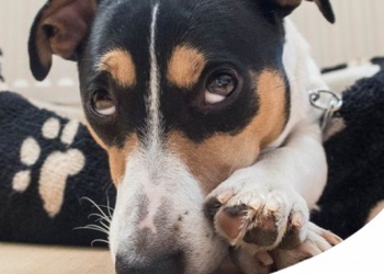 Paco Pet Shop - MALTRATTAMENTI SUGLI ANIMALI: SEMPRE PIÙ PERSONE DENUNCIANO VIOLENZE SUI PETS