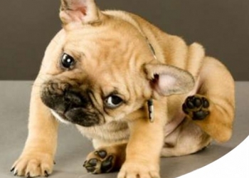 Paco Pet Shop - PRURITO, PERCHÈ CANI E GATTI SI GRATTANO? POSSIBILI PATOLOGIE E CURE