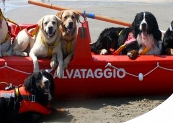 Paco Pet Shop - CANI DA SALVATAGGIO IN ACQUA: GLI EROI A 4 ZAMPE CHE SALVANO I BAGNANTI