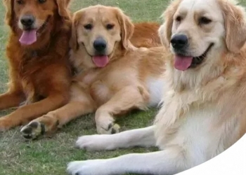Paco Pet Shop - GOLDEN RETRIEVER: CARATTERE E CARATTERISTICHE DI QUESTA RAZZA