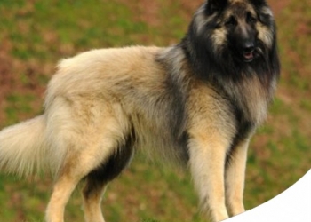 Paco Pet Shop - PASTORE BELGA: CARATTERE, CARATTERISTICHE E STORIA DI QUESTA RAZZA
