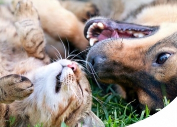 Paco Pet Shop - I MIGLIORI ALLEVAMENTI DI CANI E GATTI: COME TROVARE QUELLO GIUSTO ONLINE