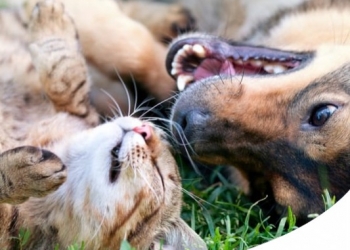 I MIGLIORI ALLEVAMENTI DI CANI E GATTI: COME TROVARE QUELLO GIUSTO ONLINE