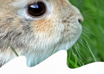 Paco Pet Shop - CONIGLIO: LACRIMAZIONE ECCESSIVA ED ARROSSAMENTO AGLI OCCHI, CAUSE E RIMEDI