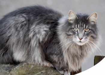 Paco Pet Shop - GATTO DELLE FORESTE NORVEGESI CARATTERE, CARATTERISTICHE E STORIA DELLA RAZZA
