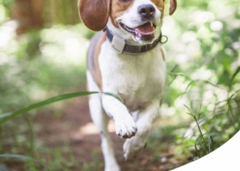 MEDAGLIETTA, MICROCHIP O GPS? ECCO IL MIGLIOR MODO DI RINTRACCIARE IL CANE