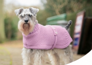 Paco Pet Shop - CAPPOTTINI, IMPERMEABILI E MAGLIONCINI PER CANI: È GIUSTO USARLI OPPURE NO?
