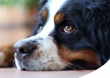 Paco Pet Shop - LE CAUSE DELL'INCONTINENZA URINARIA E FECALE NEL CANE