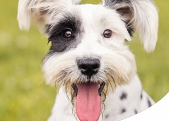 Paco Pet Shop - MIGLIORI PRODOTTI PER LA CURA DELLA BOCCA DI CANE E GATTO
