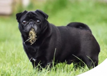 Paco Pet Shop - PERCHÈ IL CANE MANGIA L'ERBA? I MOTIVI CHE NON TI ASPETTAVI