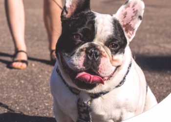 ARRIVA IL PRIMO RADUNO PER AMANTI DEL BULLDOG FRANCESE CON MYFRENCHIE