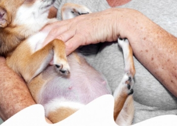 Paco Pet Shop - GRAVIDANZA ISTERICA O FALSA GRAVIDANZA DEL CANE: SINTOMI E COME PREVENIRLA