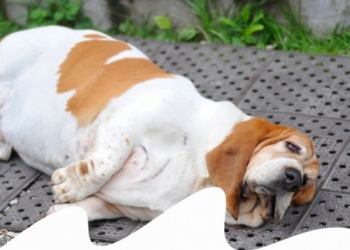 Paco Pet Shop - OBESITÀ NEL CANE E NEL GATTO: DIAGNOSI E RIMEDI (CON IL VET)