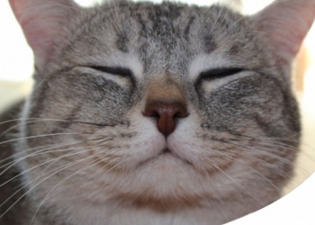 Paco Pet Shop - COME SI CALCOLA L'ETÀ DEL GATTO IN ANNI UMANI? IL METODO CHE NON CONOSCEVI